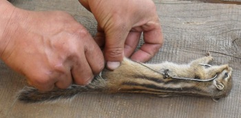 Тушка бурундука-самая естесвенная наживка на тайменя